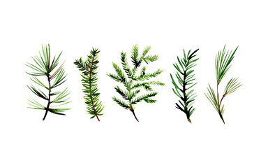 Watercolor winter set of spruce, pine, fir, cedar and larch branches on white background. Hand drawn Christmas illustration