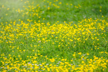Green meadow with yellow wildflowers in the sunlight. Summer or spring background with copy space. Yellow flowers of buttercup mountain Ranunculus montanus.
