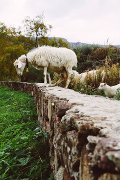 Italy, Sardinia, Alghero, Sheep on stone wall