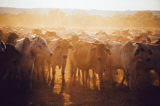 Australia, Western Australia, Australian cattle on a farm