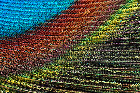 Detail of peacock's feather