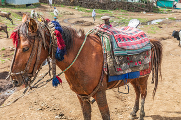 Horse with traditional saddle at the market in Debark