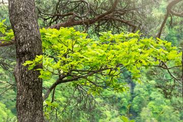 Fototapeta premium Oak branches with green leaves on a natural blurred background