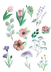 Watercolor hand painted flowers and floral elements set