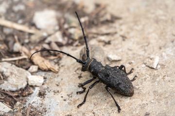 Beetle Large oak barbel - Cerambyx cerdo. Beetle woodcutter