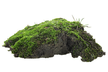 Wet green moss on soil pile isolated on white background