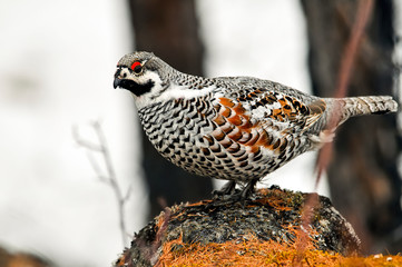 wild partridge in the forest