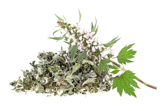Pile of dried motherwort herb and fresh branch on a white background. Yi mu cao.