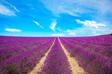 Fototapeta na wymiar Lavender flower blooming fields endless rows. Valensole Provence, France.