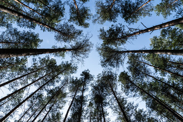  Crowns of pine trees against the blue sky. Pskov region. Velikoluksky district.