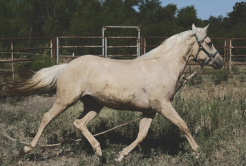Palomino horse turned out in round pen with halter for exercise during summer day.
