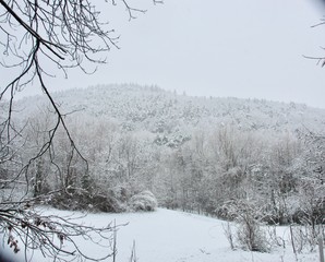 forêt sous la neige