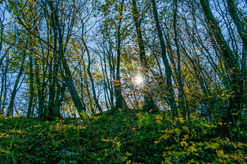 background of the sun rising among the green leaves of a tree showing 