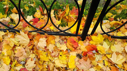Bright autumn fallen leaves on green grass with cast iron fence