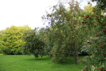 Fototapeta na wymiar Bright red mountain ash in the Park in autumn