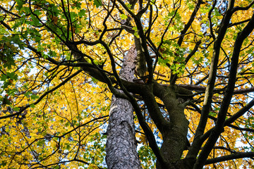 wallpaper representing many trees with green and yellow branches in a park on an autumn sunny day