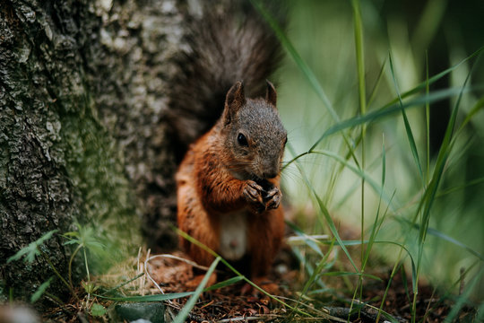 Brown and gray rodent