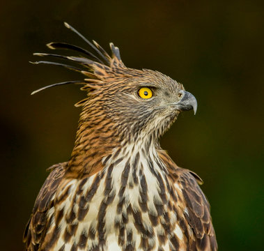 Brown bird
