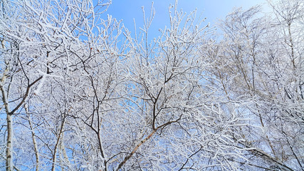Beautiful branches of trees covered with snow