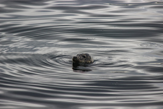Brown seal on body of water