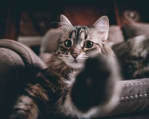Close-up photography of gray tabby cat