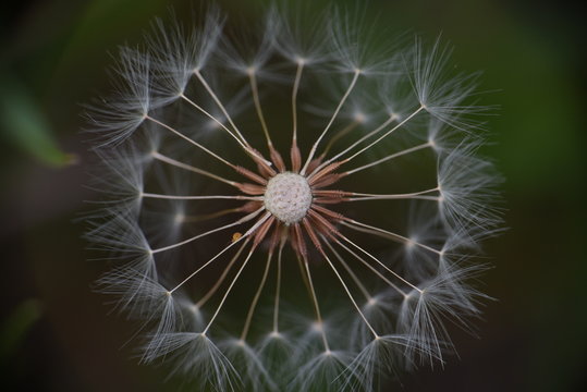 Close-up photography of dandelion flower