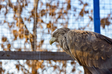 Close-up brown eagle in a cage looks away.