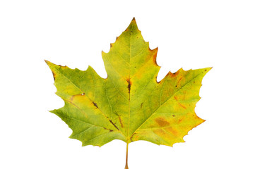 Autumnal maple leaf
