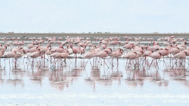 Colony of Flamingos on the Natron lake. Lesser Flamingo Scientific name: Phoenicoparrus minor. Tanzania, Africa 4k