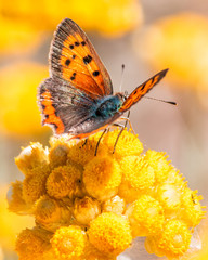 Mariposa