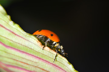 Ladybug crawling on a green grassy leaf, macro photo of wildlife.