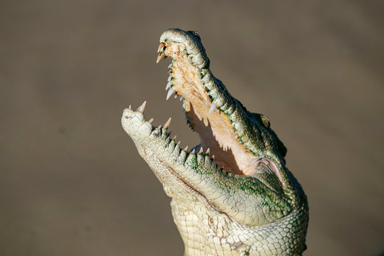 Grey crocodile