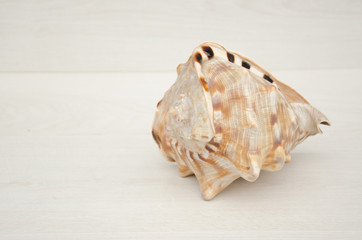 Big seashell on a light background