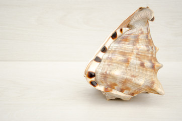 Big seashell on a light background