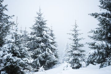 Bottom view tall beautiful majestic spruce trees