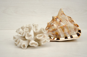 Seashells of different sizes and corals on a light background.