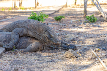 Two huge Komodo dragons on Komodo Island, Komodo national park. Indonesia