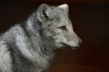 Portret poolvos © photoPepp