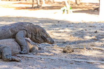 Two huge Komodo dragons on Komodo Island, Komodo national park. Indonesia