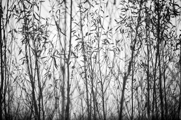 Black and white photo with branches of bush.