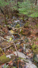 Small stream in the forest - beautiful north-american autumn