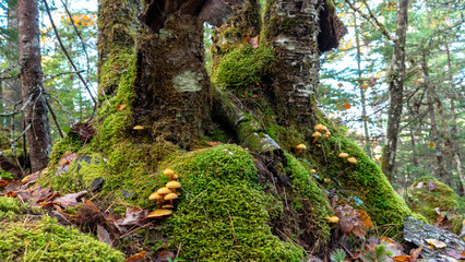 Mushrooms growing in the huge root of a tree - beautiful north-american autumn