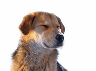Dog face in the snow. Dog portrait isolated on white background