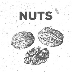 Walnuts in different proportions, handmade, doodle style