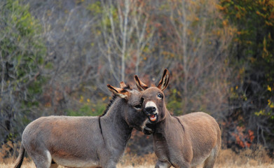 Naklejka na ściany i meble Pair of mini donkeys play in rural field during winter season.
