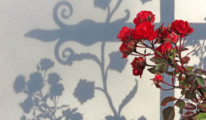 Gedenken , Rosenam Grab - commemoration, roses on a tiomb
