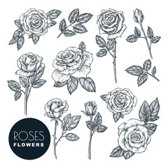 Roses flowers set, vector sketch illustration. Rose blossom, leaves and buds isolated on white background. - obrazy, fototapety, plakaty