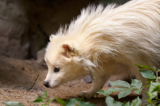 Albino wasbeerhond