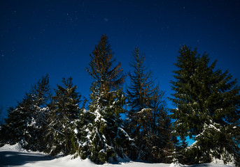 Fototapeta na wymiar Bewitching magical landscape of snowy tall fir