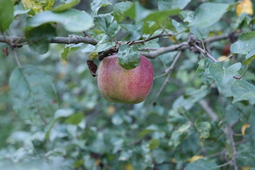 red apple on tree